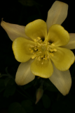 Aquilegia chrysantha RCP5-2012 203.JPG